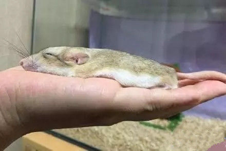 月饼吃怕了？这里有仓鼠饼哦！