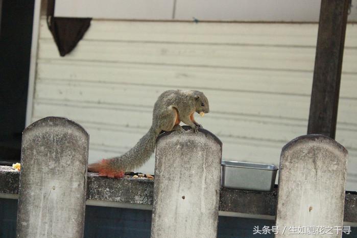 去兰卡威红树林,去兰卡威怎么玩