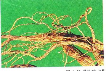 人参怎么挑选野山参,如何选择人参最好