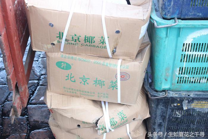 去兰卡威逗小鲨鱼，登嘉楼热浪岛浪一浪