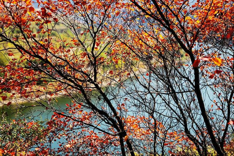 秋韵流过的晋城红