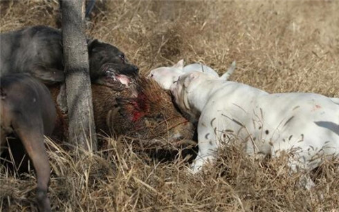 杜高犬幼犬饲养技巧,杜高犬怎么训练它才会咬野猪