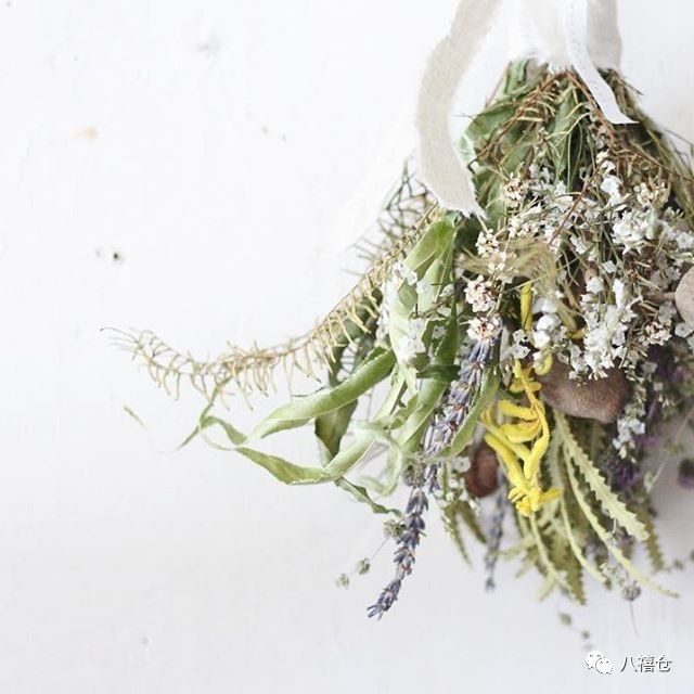 干花的颜色和品种,干花的形态分类