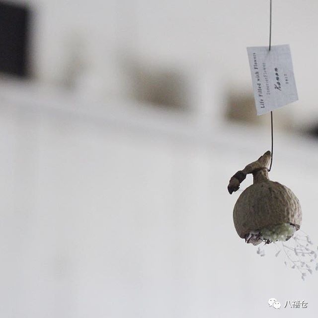 干花的颜色和品种,干花的形态分类