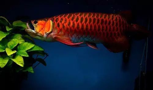 龙鱼食物有问题,什么食物对龙鱼有帮助