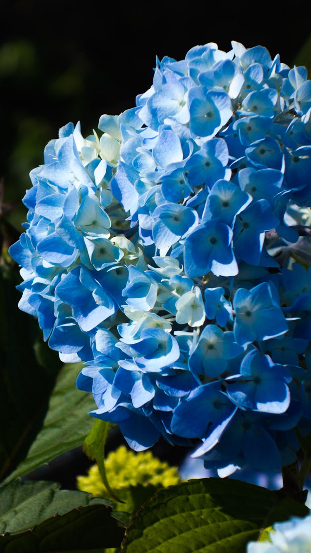 唯美1080×1920P高清壁纸锁屏画面待机背景图！请在wifi环境查看