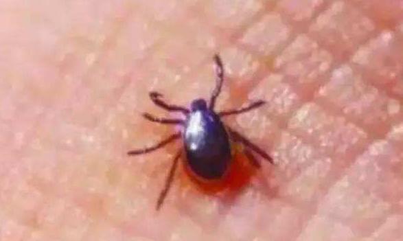 8岁女孩反复高烧第四天,8岁女童半夜发高烧