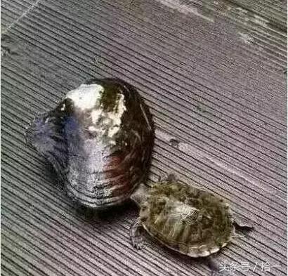 小伙子,听说你咬人不撒嘴,咱俩比比