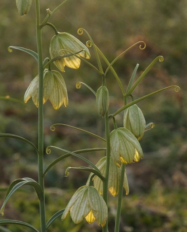 管锥编是钱钟书的著作吗,钱钟书的管锥篇讲了什么
