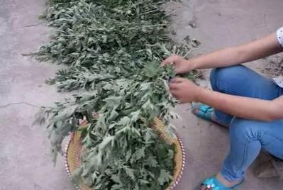 用艾草和姜煮水洗头,艾草浮萍煮水洗头发