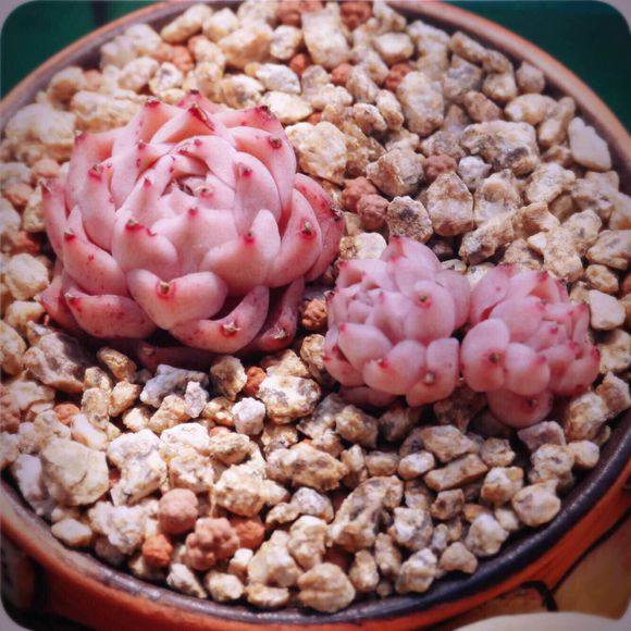 多肉生病了怎么治疗,多肉反复生病怎么治