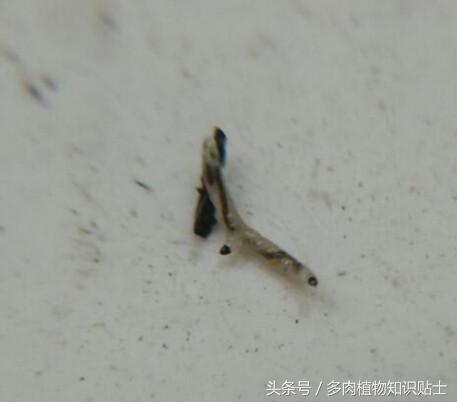 多肉植物有小黑飞怎么办,怎么消灭多肉植物上的白虫