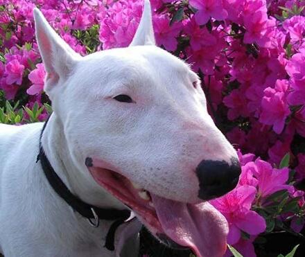 牛头梗是怎么培育出来的,怎么挑选牛头梗