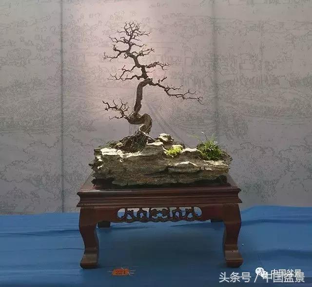 如何看待盆景的技法,盆景入坑的十大感受