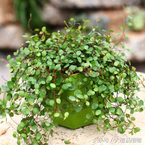 北方庭院背阴种什么最好,阳台背阴种什么好