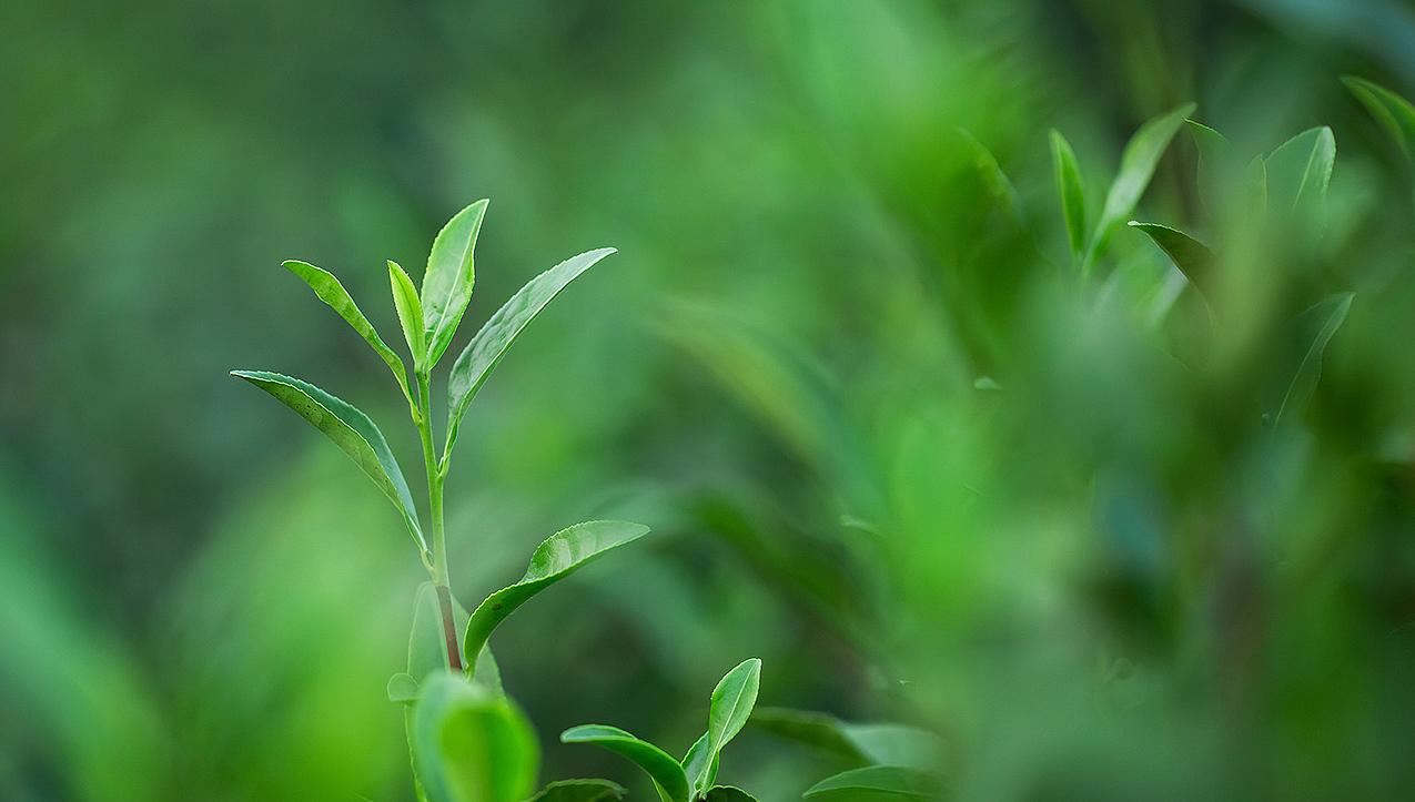 茶中所蕴含金木水火土,茶金木水火土