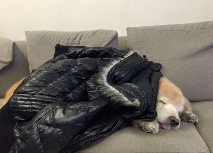 养了1年的金毛走丢了,养了几年的狗狗老了白天不见