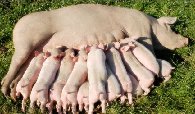 母猪子宫感染原因,母猪子宫炎症的克星