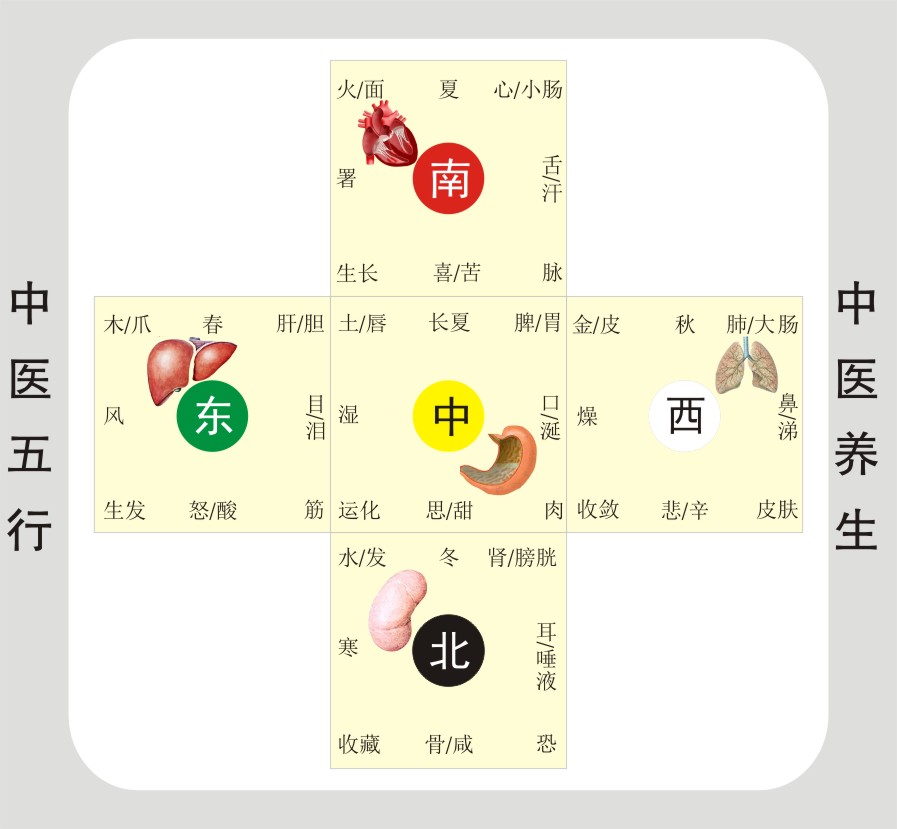 我学中医基础——我学习五行（附治疗应用案例一则）