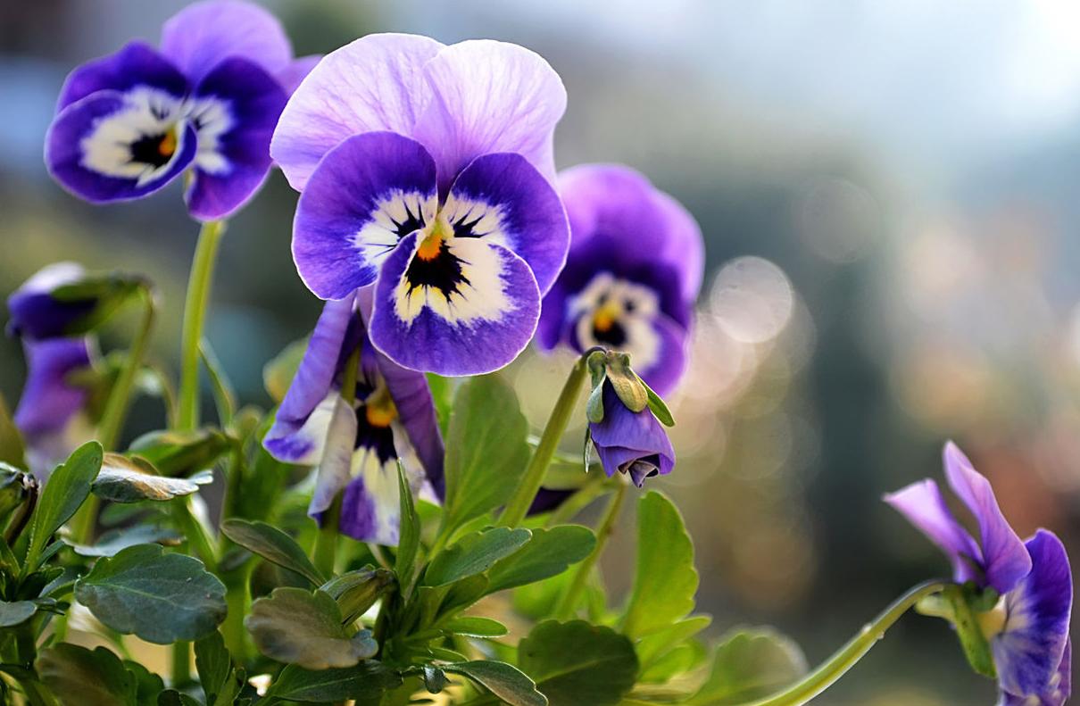 紫罗兰花草作用及功效与禁忌,紫罗兰花卉怎样养护和管理