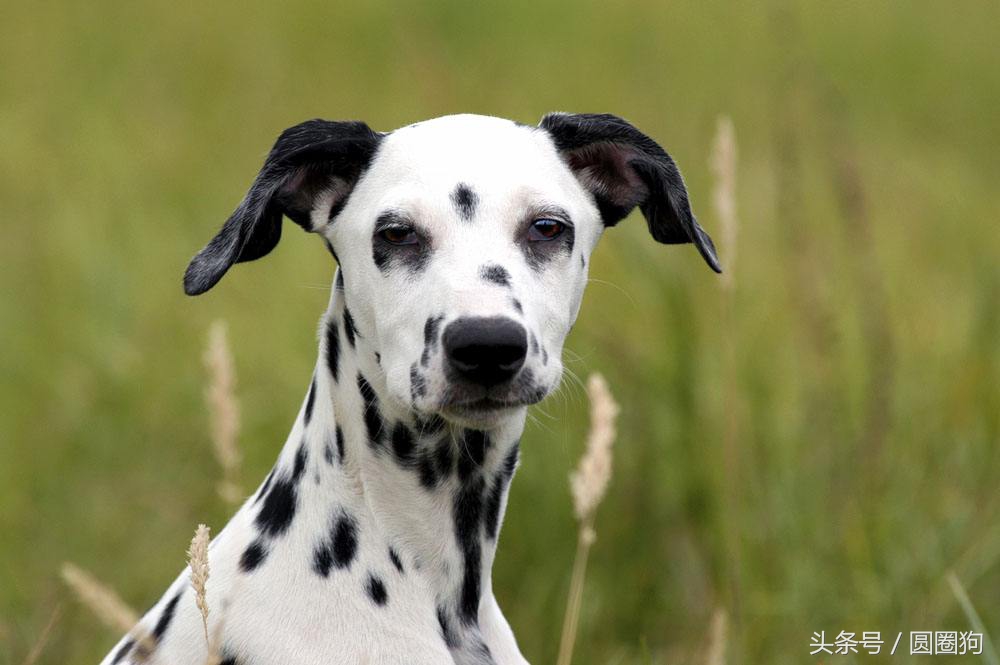 斑点狗大麦町犬为什么禁养,棕色斑点的大麦町犬