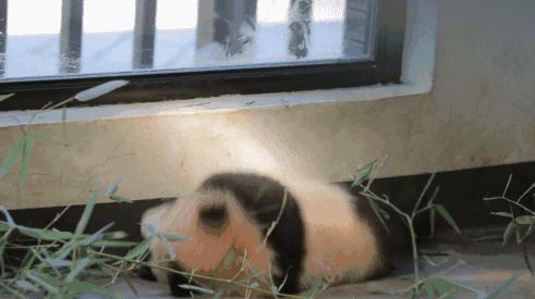 据说只要看到这双“雪地靴”，姑娘们都会挪不动脚！