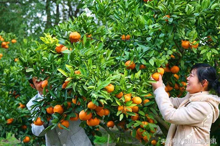 上海免费景点排行榜前十名,2022春节上海景点免费开放