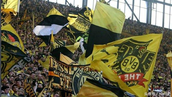 蜜蜂战斗大黄蜂,大黄蜂与蜜蜂的激烈战斗