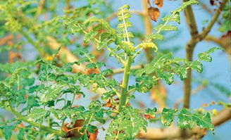 教你认识精油的美妙——乳香精油