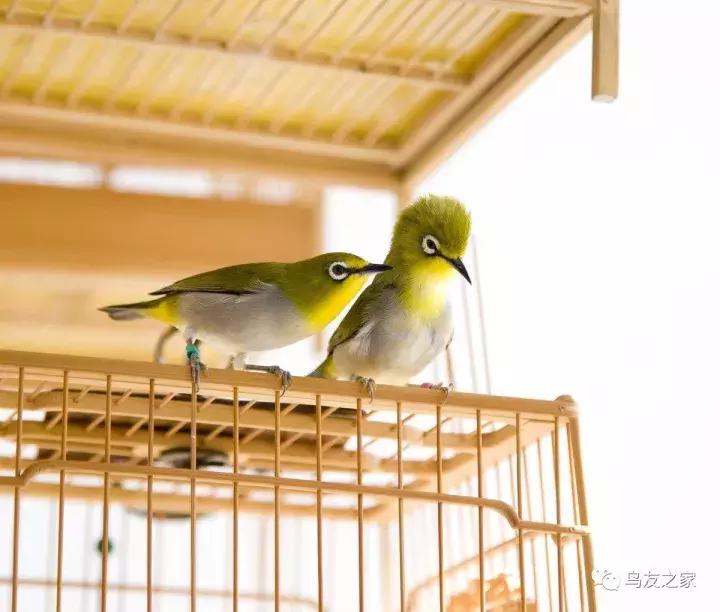 怎么快速盘绣眼,绣眼怎么盘