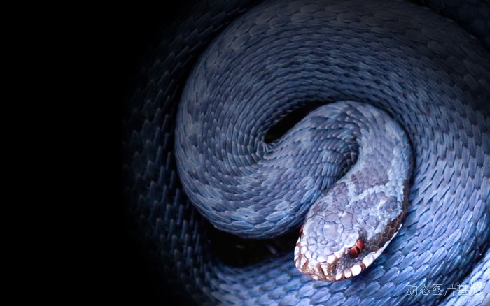 做梦梦到蛇后来怀孕了,梦到有好多金色的蛇预示着什么