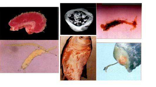 水产寄生虫的防治诀窍,水产寄生虫怎么治