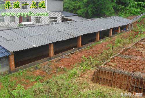 仿野生蝎子养殖基地,室外蝎子养殖入门