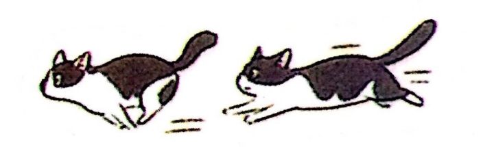 怎么照顾小奶猫最好,照顾小奶猫