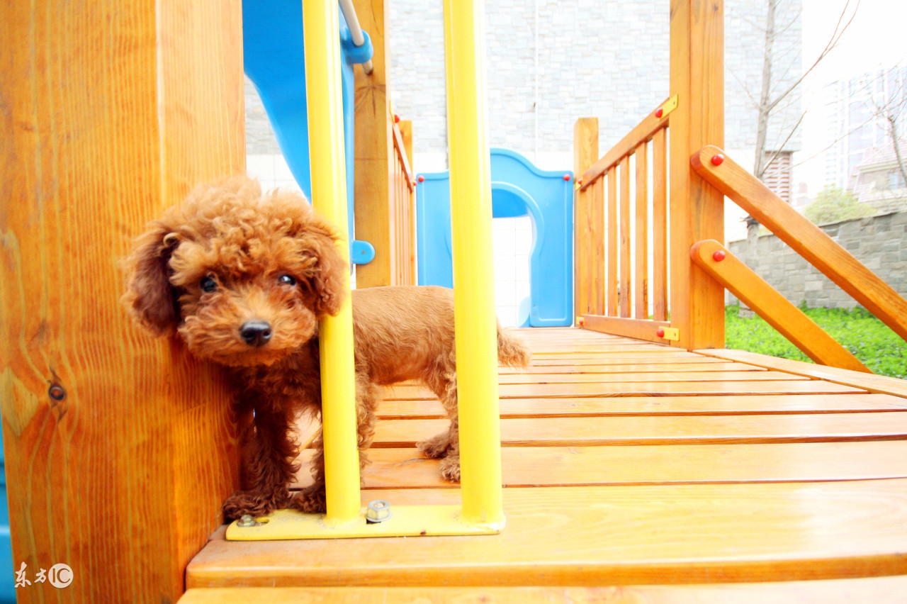 泰迪二三个月幼犬喂养注意事项,半个月大的泰迪幼犬怎么正确饲养