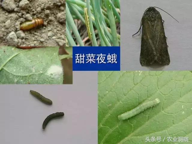 东北大田鳞翅目害虫有哪些,害虫科普小知识