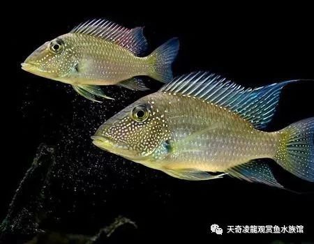 三湖慈鲷鱼缸造景石头摆法,三湖慈鲷鱼喜欢底砂和岩石