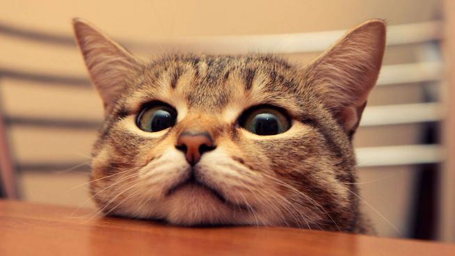 猫猫产后护理,猫猫产后恶露怎么处理