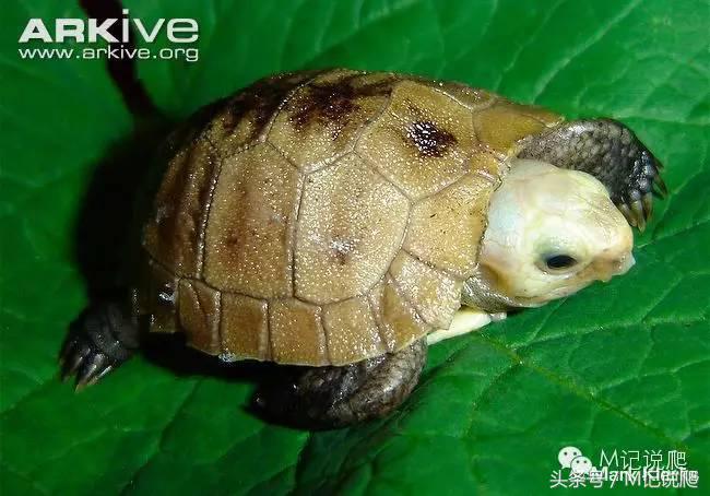 缅甸陆龟繁殖要什么环境,缅甸陆龟适合什么环境