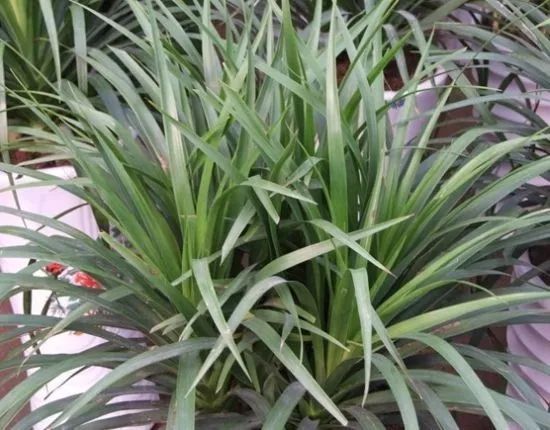 龙须兰好养吗,叶子很长的兰花为什么不受欢迎
