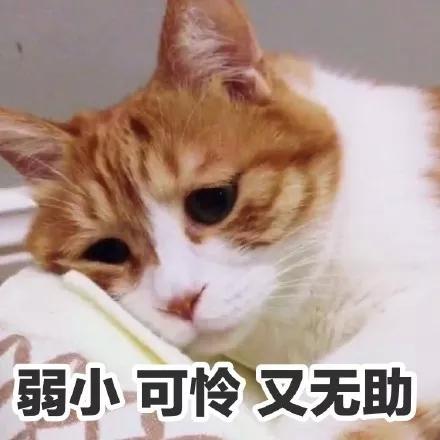 上海浦东本帮面馆十大排名,上海排名第一的本帮面馆