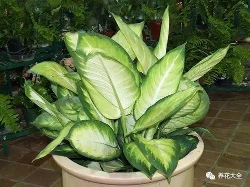 家里哪些花不能用哪些花有毒,家里的花种不好要不要换掉