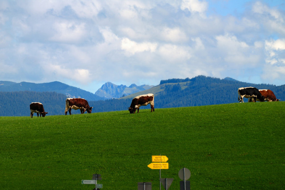 海淘奶粉和国行奶粉差异在哪,海淘奶粉和进口奶粉有什么区别