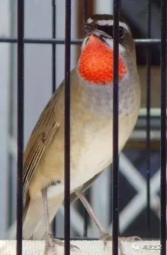 靛颏常见疾病,靛颏需要遛吗