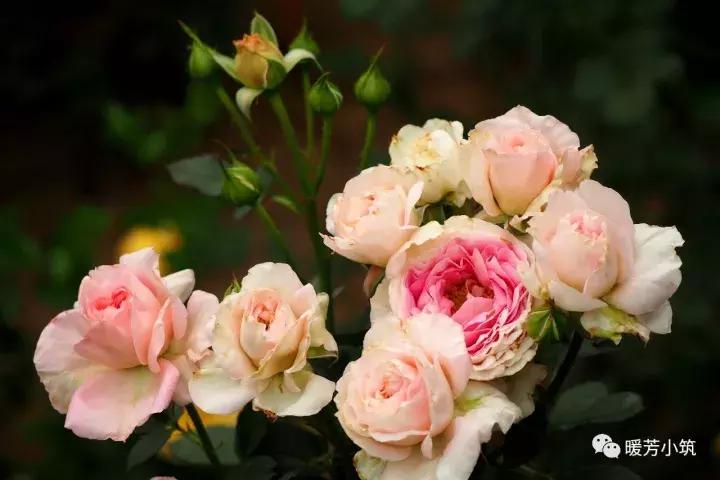 什么？你说欧月中还有日本月季？