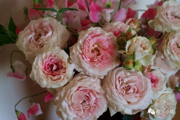 什么？你说欧月中还有日本月季？