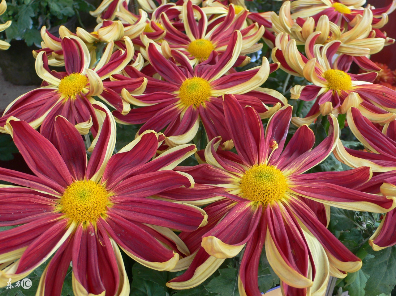 菊花唯美诗句图,关于菊花的诗句图片