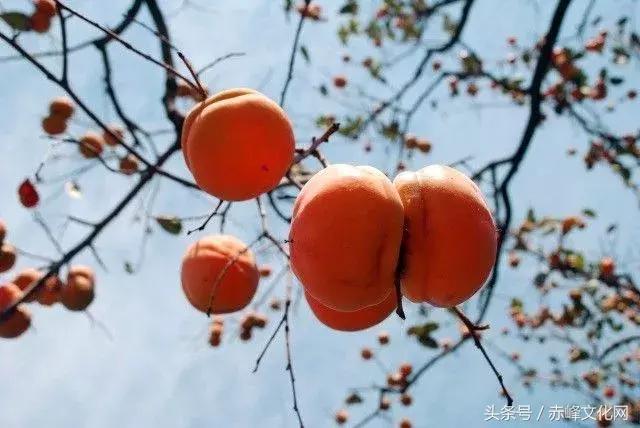 枯草霜花白寒窗月影是什么意思,枯草霜花白寒窗月影新的意思
