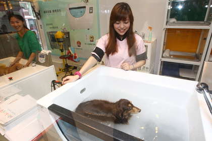 高级又豪华却便宜的宠物,精致生活的宠物