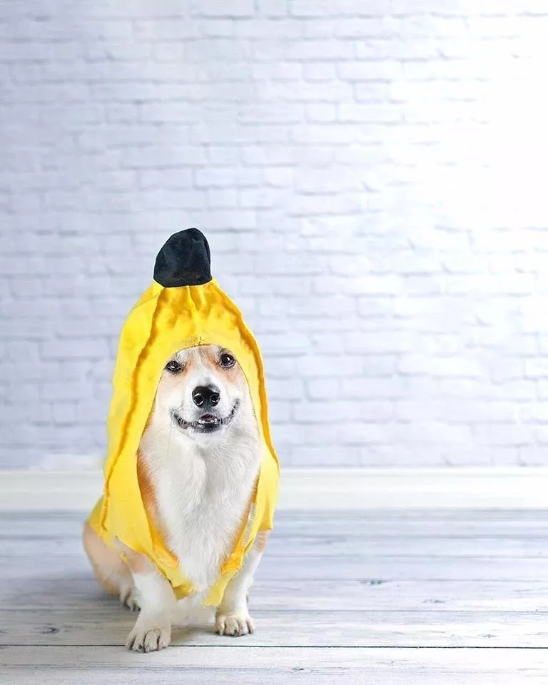 短腿美图,高清小短腿美图